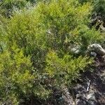 Allocasuarina thalassoscopica Blad