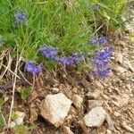 Polygala alpestris Habitus