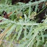 Launaea mucronata Leaf