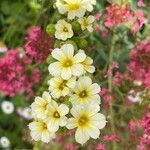 Sisyrinchium striatum Flower