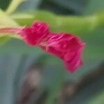 Pitcairnia spicata Flower