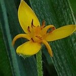 Hypoxis hirsuta Λουλούδι