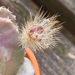 Echinocereus subinermis Flower