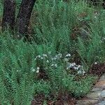 Polystichum acrostichoides Leaf