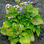 Ageratum houstonianum Φύλλο