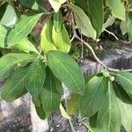 Cornus capitata Folha