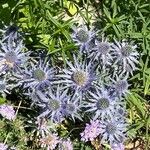 Eryngium planumFlower