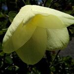 Bauhinia tomentosa Цветок