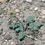 Lomatium martindalei ᱛᱟᱦᱮᱸ