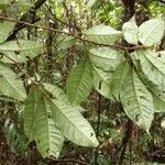 Ardisia compressa Leaf