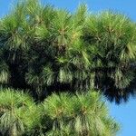 Pinus canariensis List