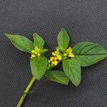 Polygala furcata Hábito