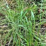 Carex leporina Fulla