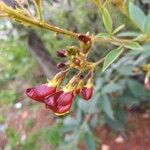 Cajanus cajan Flower