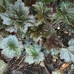 Heuchera micrantha Leaf