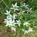 Ornithogalum exscapum Frunză