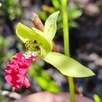 Eulophia flabellata
