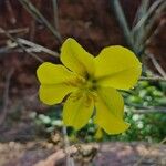 Crocanthemum scoparium Cvet