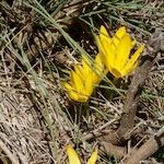 Sternbergia sicula आदत