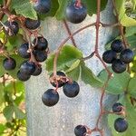 Cissus trifoliata Fruto