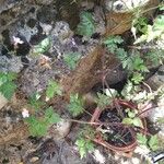 Geranium robertianumFiore