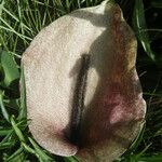 Helicodiceros muscivorus Floro
