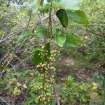 Searsia longipes Fruit
