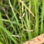 Moorochloa eruciformis Fruit