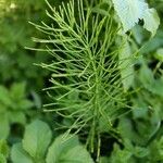 Equisetum arvense葉