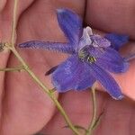 Delphinium patens Квітка