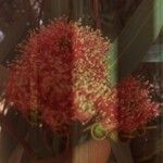 Eucalyptus sideroxylon Květ