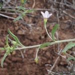 Convolvulus equitans Hábito