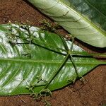 Psychotria lucens