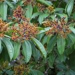 Miconia longifolia Други