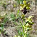 Ophrys virescens Flower