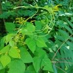 Amphicarpaea bracteata Blatt