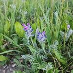 Oxytropis splendens Kvet