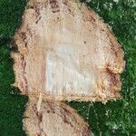 Albizia zygia Corteza