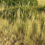 Festuca valesiaca Habit