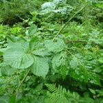 Rubus polonicus Other