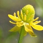 Ranunculus sceleratus Kukka