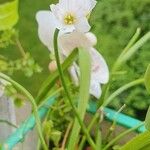 Nothoscordum gracile Plante entière