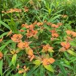 Euphorbia griffithii Flor