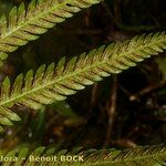 Pteris incompleta Други