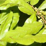 Casearia arborea Hoja