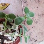 Crassula cotyledonis Leaf
