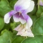 Viola hederacea Flors