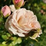 Rosa sempervirens Virág