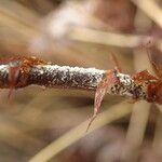 Hemionitis farinosa Foglia