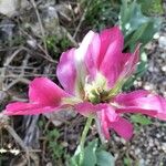 Tulipa didieri Květ